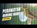 Download Lagu cara merawat burung manyar