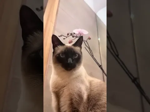 Cuando duden de quien soy; recuerden que fui quien escribió esta canción 🥰🙂↔️💁🏽♀️😘