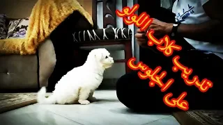 تدريب كلاب الجريفون اللولو على أمر الجلوس دندنها