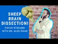 Dissecting a Sheep Brain Psych Streams w Dr Swan