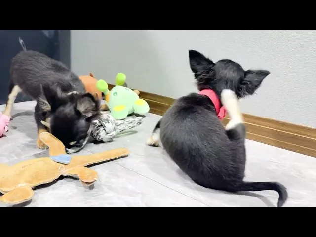 動画