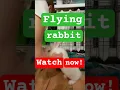 Download Lagu 🐇✨ Rabbit in flight