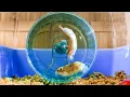 Russian Hamster Vs Hamster Wheel Pets Wild At Heart BBC Earth
