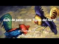 Gallo de pelea (TIGRES DEL NORTE )