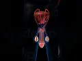 Download Lagu Male reproductive organs #education