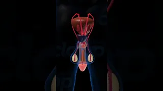 Male Reproductive Organs Education 