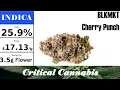BLKMKT - Cherry Punch OCS Strain Review