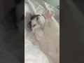 Download Lagu on grrr Dame un grrr” | viral video on tiktok #cat