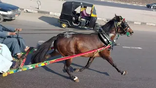 الحصان التربوو عم رمضان محشي      قناه الحصان المجري    دندنها