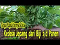 Lagu Cara Tanam Edamame Kedelai Jepang Dari Biji Sampai Panen Tanpa Modal