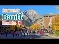 Autumn in Banff Canada 2025 Fall Colors in Banff Alberta Canada