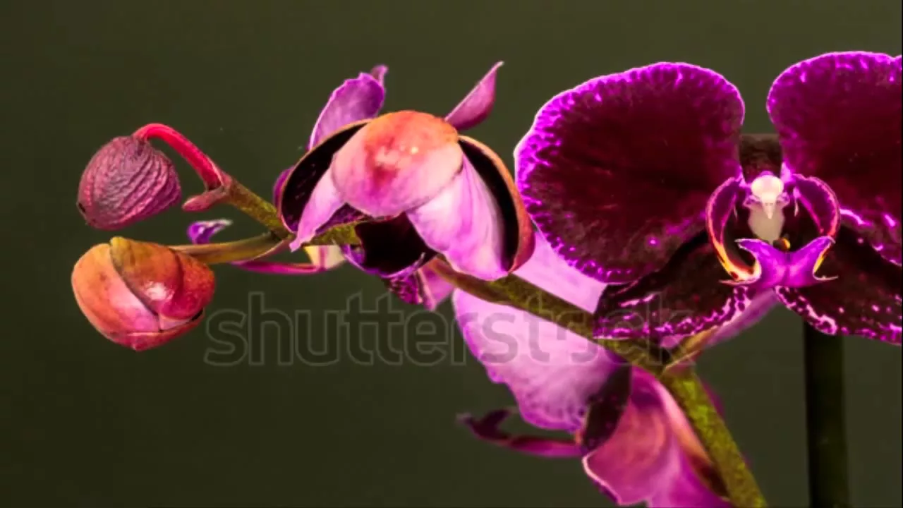 APRENDA COMO CULTIVAR E CUIDAR DE ORQUIDEAS