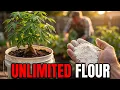5 Roots For Infinite Flour Without A Single Grain Grow In Buckets Why The 200B Industry Hid This