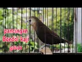 Lagu Pancingan suara burung emprit kaji biar gacor - burung Pipit Bondol kaji 295