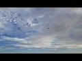 Download Lagu FALK COCKATIEL FREE FLIGHT‼️ Aksi Bocil Falk FF Proses Push Durasi