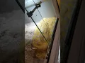 The exotic pet store in Pensacola