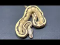 BALLPYTHON MORPHS FIRE COMBOS