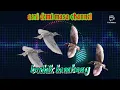 MP3 berkik-kembang / greater-painted snipe yang sering digunakan para master