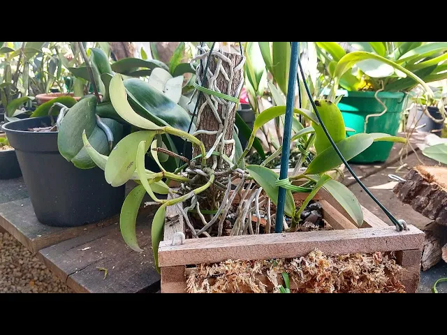 COMO PLANTAR ORQUÍDEAS 13