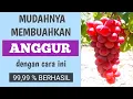 Download Lagu Cara Membuahkan Anggur dengan Cara Paling Mudah || terbukti 99,9% BERHASIL