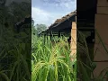 Download Lagu masak diladang gunung, dayak kalimantan #ladang #kalimantan