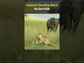 Download Lagu Elephant's Shocking Attack on Lion Pride