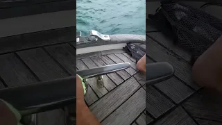 Make your boat metalwork shine! #shorts