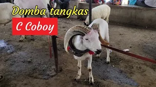 domba tangkas jajalon banyak di uber pembeli dan bibitan super pasar andir bayongbong