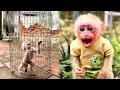 Download Lagu Update on the Current Situation of the Little Monkey Kaki.!!!