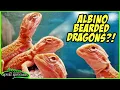 BEST BEARDED DRAGONS AT TINLEY PARK NARBC - March 2025