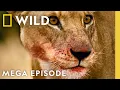 Lagu Surviving Vicious Killers \u0026 Kings | World's Deadliest MEGA Episode | Nat Geo Animals