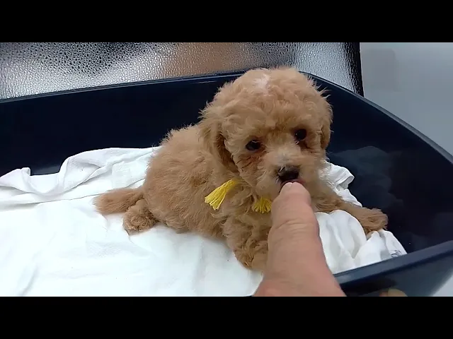 動画