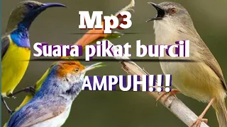 mp3 suara ampuh pikat burung kecil auto lengket bird trap