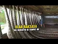 Download Lagu Ribuan Ular Piton Raksasa Tak Berkutik Ditempat ini, Malah Jadi Lahan Penghasilan Cuan
