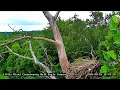 Little Miami Conservancy Bald Eagle Nest Live Camera