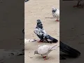 Download Lagu new kabootar ha #vilogpigeon #birdspecies #pigeonlaver #pigeonbird #punjabisong #newsong #pigeon
