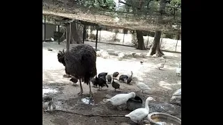 big ostrich with small birds 2018