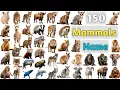 Mammals Vocabulary ll 150 Mammals Name In English With Pictures ll Animals Name in English