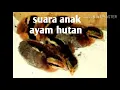 Download Lagu Suara anak ayam hutan untuk memancing indukan