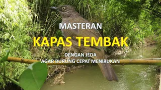 masteran suara burung kapas tembak gacor dengan jeda untuk murai batu tanpa suara gemercik air