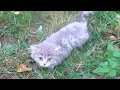 Lagu Someone abandoned fluffy kitten