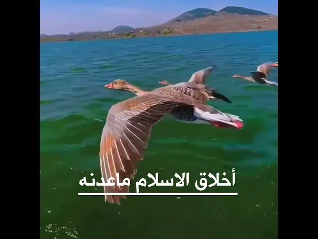 ⁣أخلاق الاسلام ماعدنه ||د. الشيخ احمد الوائلي (رحمهُ الله)