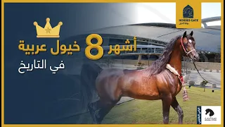 أشهر ثمانية خيول عربية في التاريخ دندنها