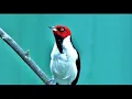 A. Vivaldi: RV 335 / The Cuckoo [Il Cucù] - Concerto for violin, strings & b.c. in A major