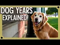 How to Calculate Dog Years to Human Years