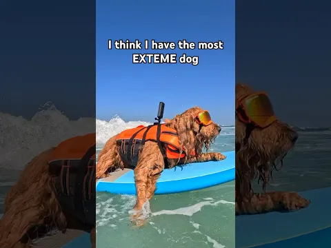 I think I have the most EXTREME dog… #goldendoodle #adventuredog #dogdad