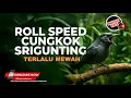 Download Lagu Roll Speed Masteran Tembakan Kunti Greja Tajam Full Materi Cucak Cungkok Gacor vs Srigunting Abu Abu