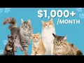 Purrfect Side Hustle Meowtel Cat Sitting my experience