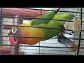 Download Lagu Love bird fighter masteran ngekek panjang