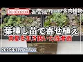 Lagu 646{多肉植物} 暑かった猛暑を生き抜いた葉挿し苗で寄せ植え【多肉事】【葉挿し苗】【多肉狩り】【抜き苗】【ba多肉】【baチャンネル】【Succulent】